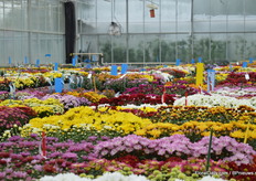 But also the pot varieties of Armada are shining.